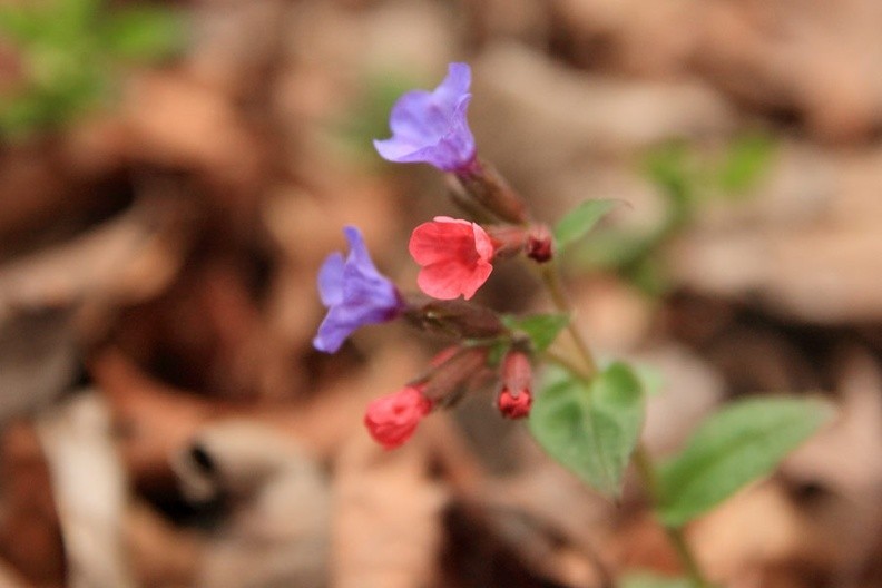 09-IMG 8598 -- <i>Pulmonaria obscura</i>