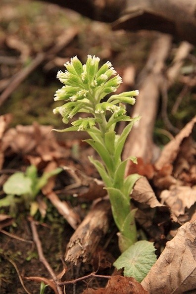 31-IMG 8718 -- <i>Petasites albus</i>