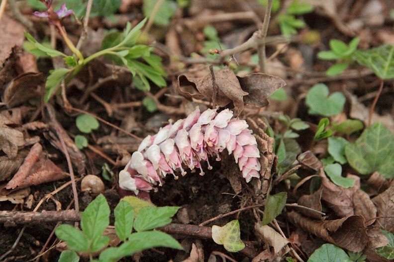 39-IMG 8751 -- Bonus nr 1: <i>Lathraea squamaria</i>