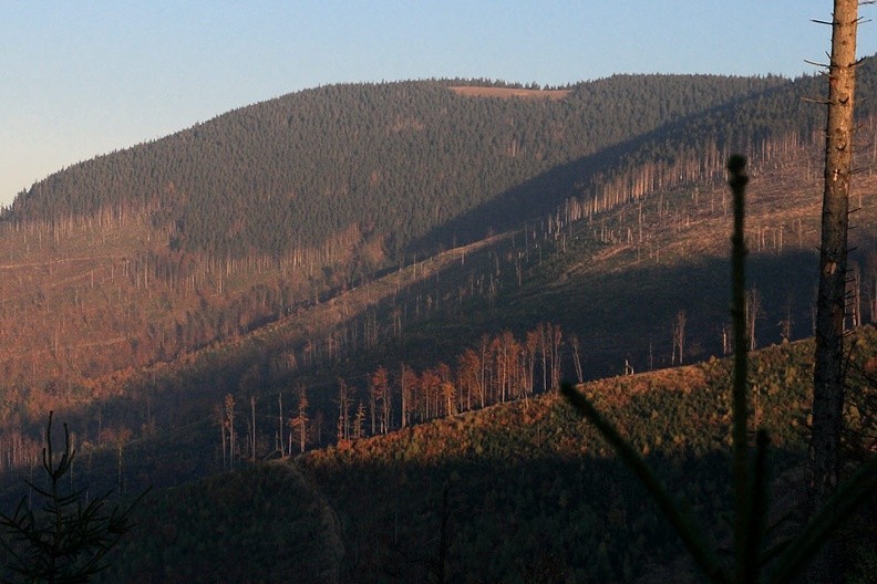 19-IMG 4184 -- Rytmy lasu