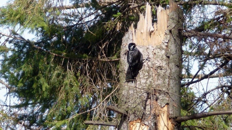 09-P1240140 -- <i>Picoides tridactylus</i> subsp. <i>alpinus</i>