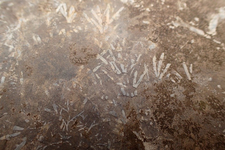 15-PB200283 -- ...wyraźniejsze dzięki wypełniającej je substancji mineralnej
[W oznaczeniu wszystkich znalezisk pomógł nam Jan Urban
z Instytutu Ochrony Przyrody Polskiej Akademii Nauk w Krakowie]