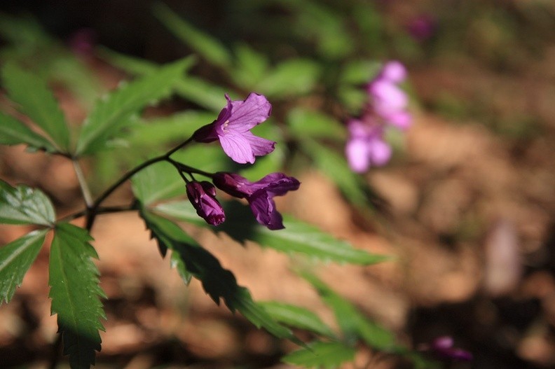 017-IMG 7933 -- <i>Dentaria glandulosa</i> (alternatywnie: <i>Cardamine glanduligera</i>)