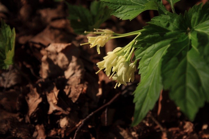 019-IMG 7940 -- <i>Dentaria enneaphyllos</i>