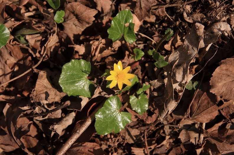 03-IMG 8215 -- <i>Ficaria verna</i>