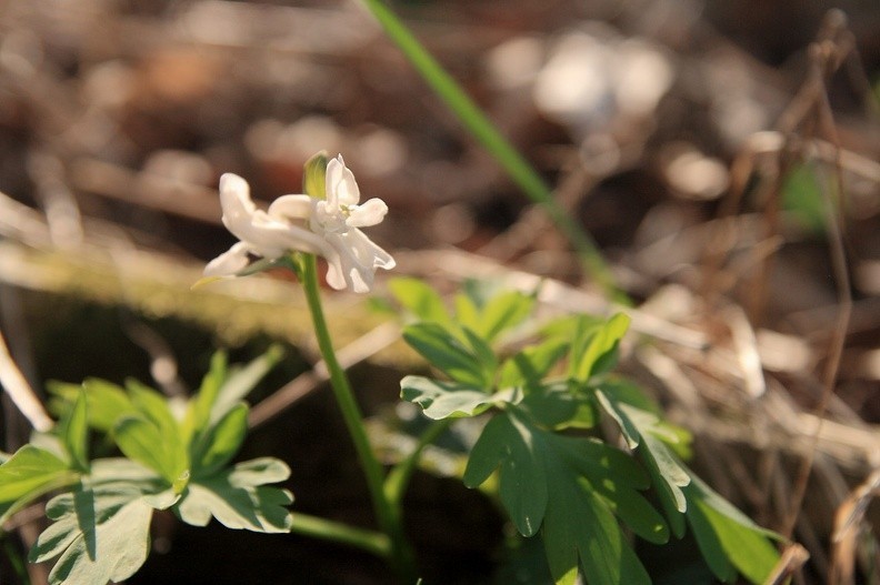 07-IMG 8243 -- <i>Corydalis cava</i>