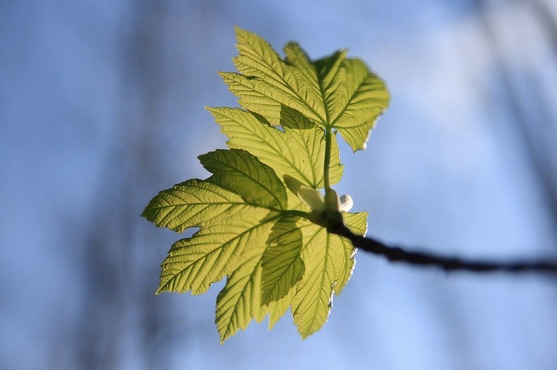 22-IMG 8319 -- <i>Acer platanoides</i>
Z cyklu: Przeświecanie
[Fot. Ines]