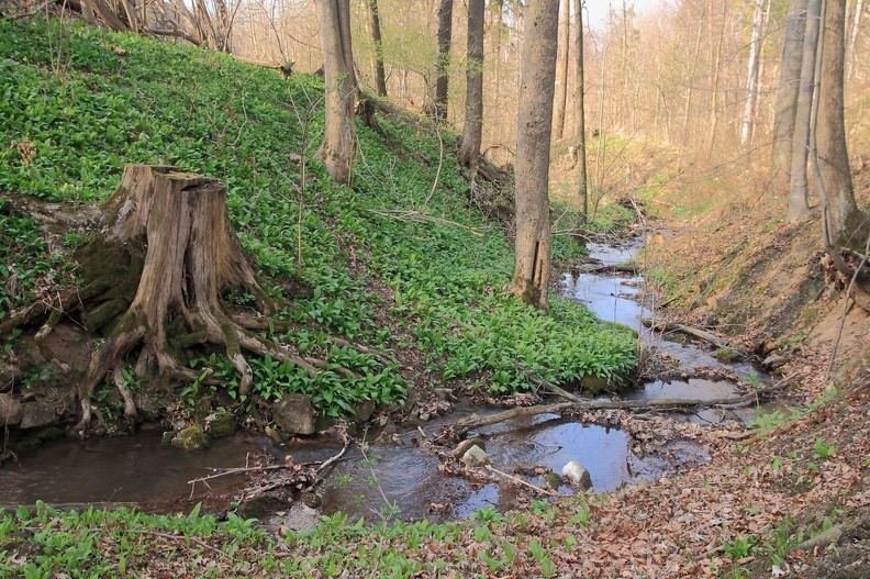 37-IMG 8347 -- <i>Allium ursinum</i> – intensywny zapach wierci w nosach;
będziemy go czuć jeszcze wracając do domu, w samochodzie