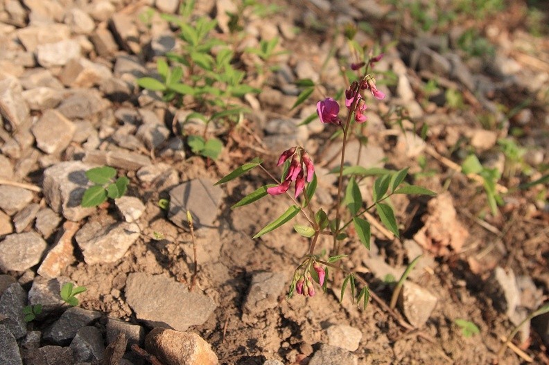 40-IMG 8351 -- <i>Lathyrus vernus</i>