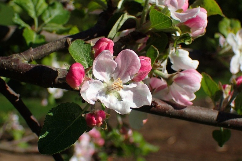 34-P5280179 -- Aleja jabłoni / 2