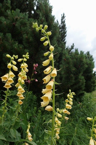 39-P7120561 -- <i>Digitalis grandiflora</i>