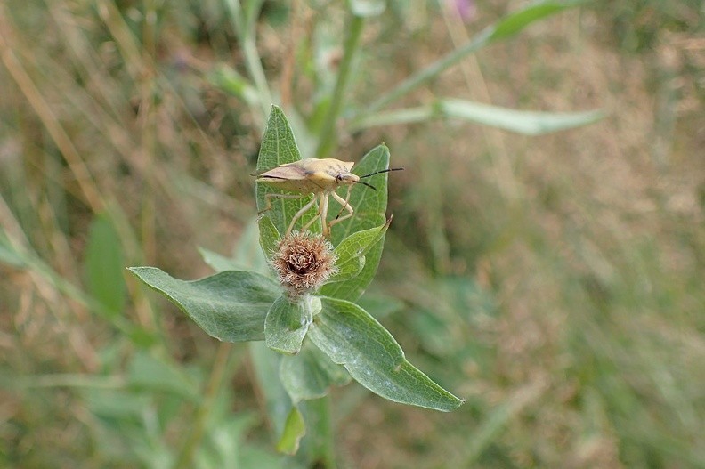 03-P8030214 -- Prawdopodobnie <i>Carpocoris fuscispinus</i>