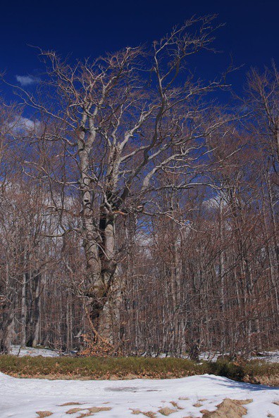 08-IMG 1753 -- Rozcapierzenie