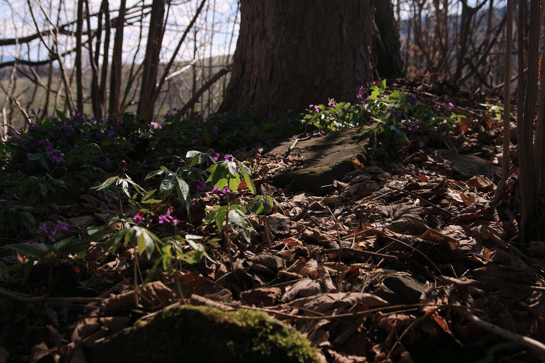 07-IMG 1955 -- <i>Cardamine glanduligera</i> / 2