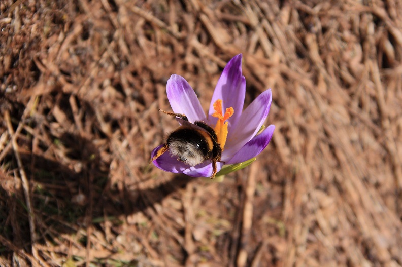 052-IMG 2367 -- W kwiatkach już wre praca
