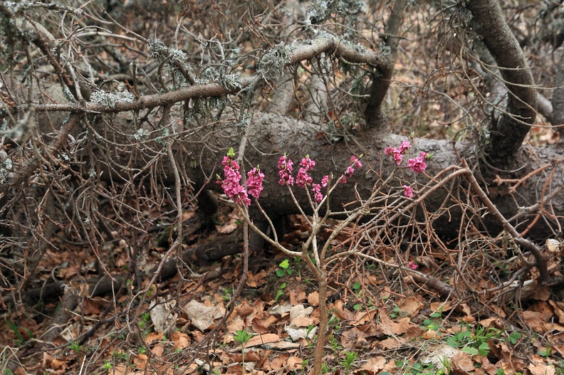 100-IMG 2493 -- <i>Daphne mezereum</i>