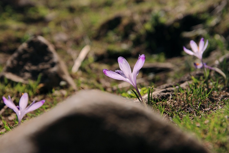 011-IMG 2556 -- <i>Crocus scepusiensis</i> / 3