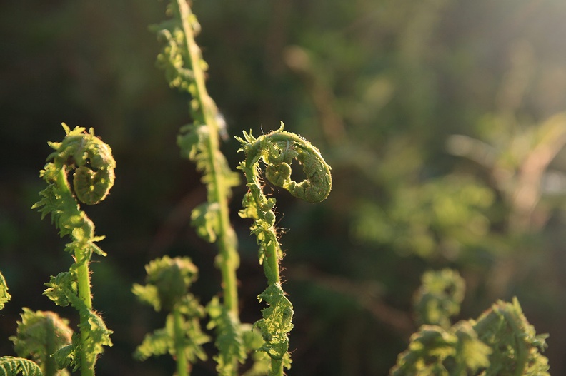 05-IMG 2826 -- Majowe pastorały