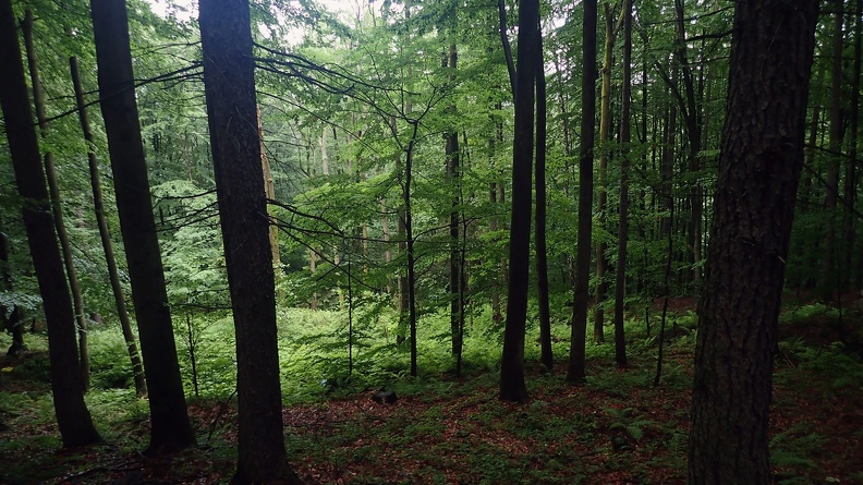 03-P6240196 -- Z rejonu Bukowca ruszyliśmy w masyw Bukowskiego Gronia, a konkretnie na wschód.
Trawersujemy północne ściany tej góry