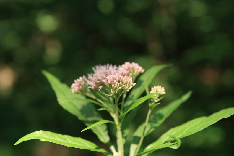 17-IMG 3899 -- <i>Eupatorium cannabinum</i>