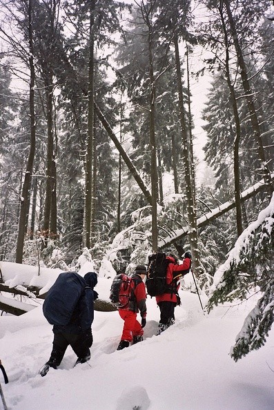 05-0532   4 -- Wśród powalonych drzew
– rejon Łamanej Skały