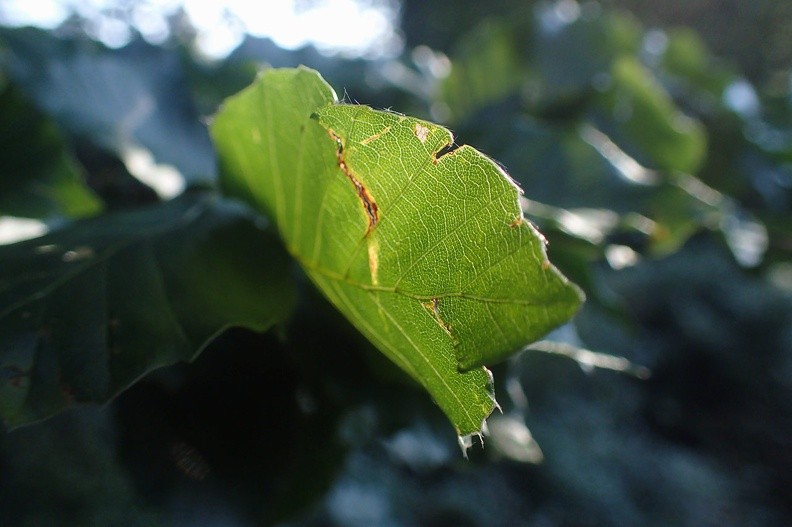 36-P8160193 -- Sierpniowy detal