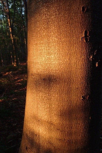 56-P8160252 -- "Ścigamy złotą godzinę",
a Mikołaj uczestniczy w jej fotografowaniu