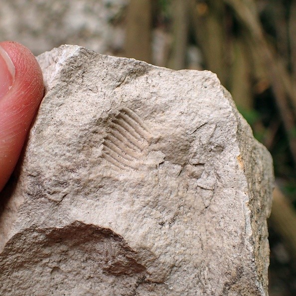 18-P8240051 -- Znalezisko paleontologiczne