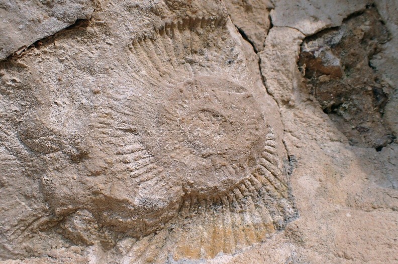 31-P8240069 -- W drodze powrotnej zahaczymy jeszcze o Wygiełzów. Dokonamy desantu obok tamtejszego Nadwiślańskiego Parku Etnograficznego
i podejmiemy dwa ataki na zamek Lipowiec (obserwowani przez gadającą papugę!). Pierwszą próbę przerwie deszcz, a drugą zarzucimy, gdy niebo przetną błyskawice. Na szczęście będzie McDonald's w Oświęcimiu i wizyta u Ważnej Osoby w Brzeszczach. Przed Bielskiem przejedziemy przez intensywną ulewę