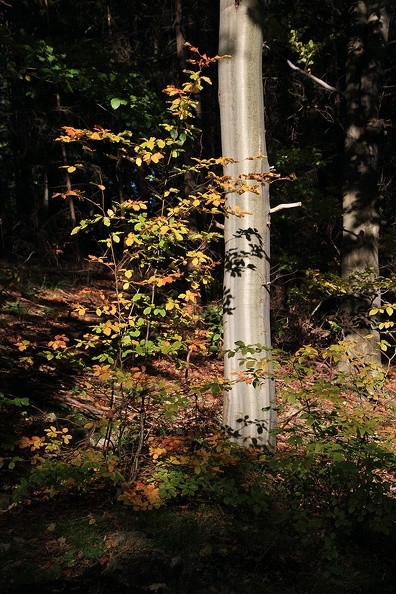 28-IMG 4956 -- 15:48