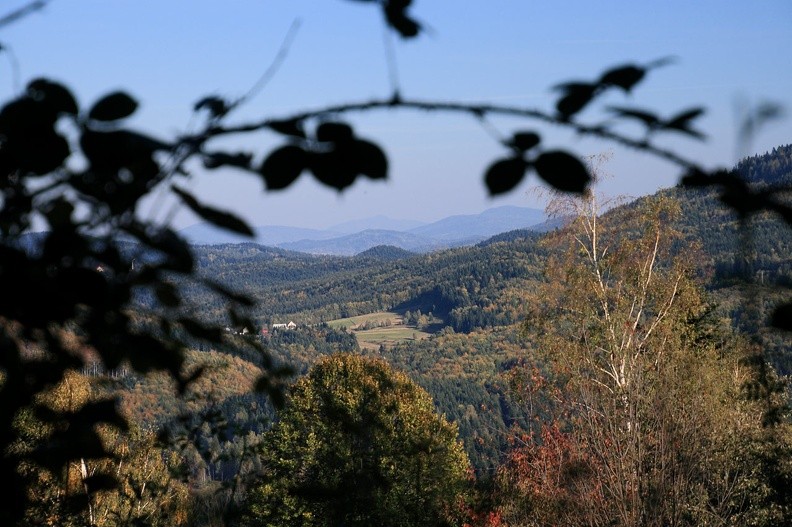 36-IMG 4981 -- W Paśmie Jałowieckim / 2.
To nie koniec topoatrakcji. Warto jeszcze spojrzeć na obszar kadru pod trzema czarnymi liśćmi, na lewo od wierzchołka
ozłoconej brzozy: ukazują się tam Luboń Mały (niższy, z lewej) i Luboń Wielki, czyli także Beskid Wyspowy. Plik ze zdjęciem: <a href="http://www.dziennikgorski.type.pl/zdjecia/pojedyncze/IMG_4981.jpg" target="_blank">LINK</a>