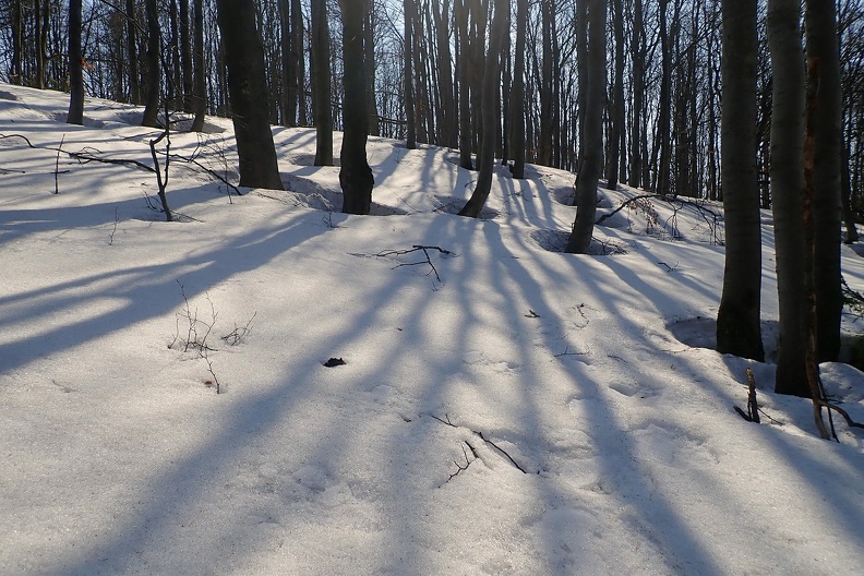 12-P3310095 -- Marzec w lesie – na ciut wyższej poziomicy