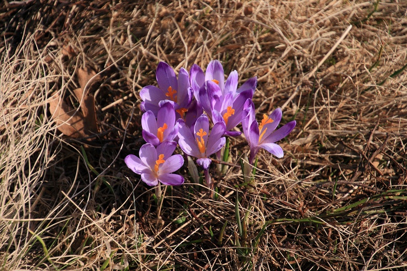 24-IMG 6631 -- Fioletowa wysepka