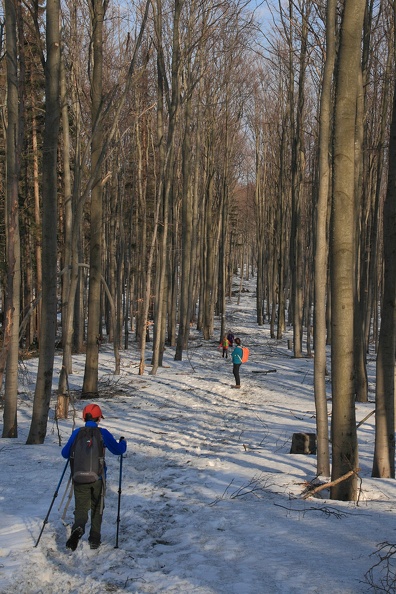 30-IMG 6669 -- Bukowa aleja