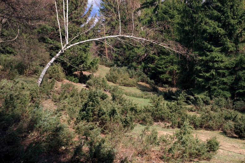 032-IMG 6903 -- Tego rodzaju miejsce zwie się po czesku <i>jalovcový pasínek</i>: jesteśmy
na niegdysiejszym pastwisku, którego roślinną dominantę stanowi jałowiec