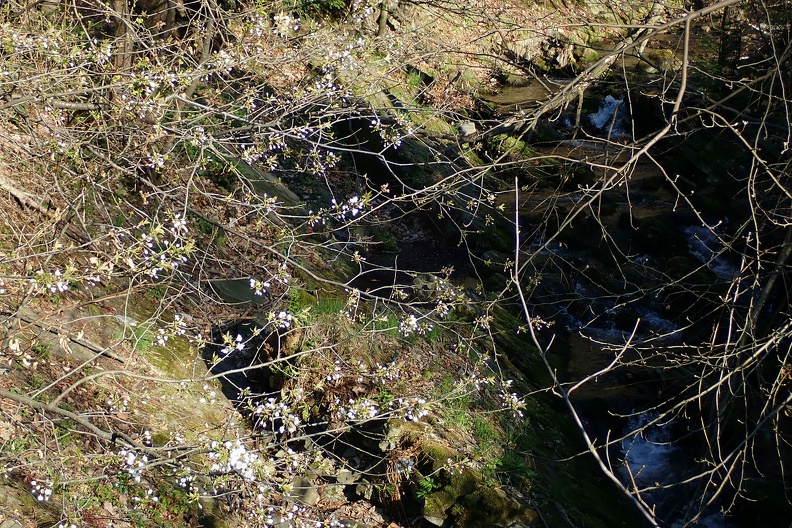 01-P4160002 -- Widok z mostu w Jaworzu Nałężu