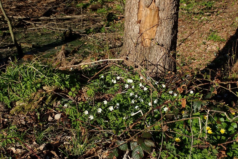 04-P4160009 -- <i>Anemone nemorosa</i>