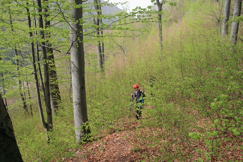 010-IMG 7319 -- Ścieżka sprawia wrażenie mało uczęszczanej; torujemy sobie przejście
przez gęsto rosnące, młode badyle