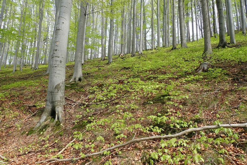 023-P5010800 -- Na krótkim odcinku trzymaliśmy się poziomawej leśnej drogi, a teraz...