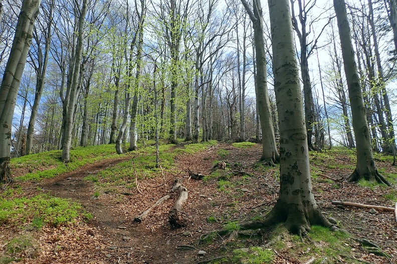 026-P5010805 -- <i>Moravskoslezská bučina</i>