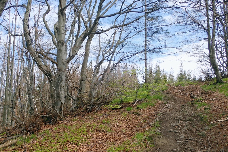 028-P5010808 -- <i>Moravskoslezská bučina</i> / 3