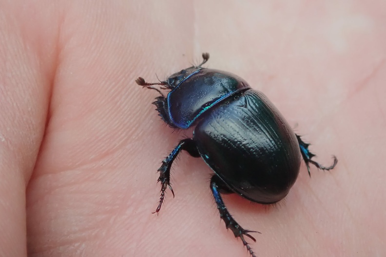 079-P5010921 -- <i>Anoplotrupes stercorosus</i> / 2