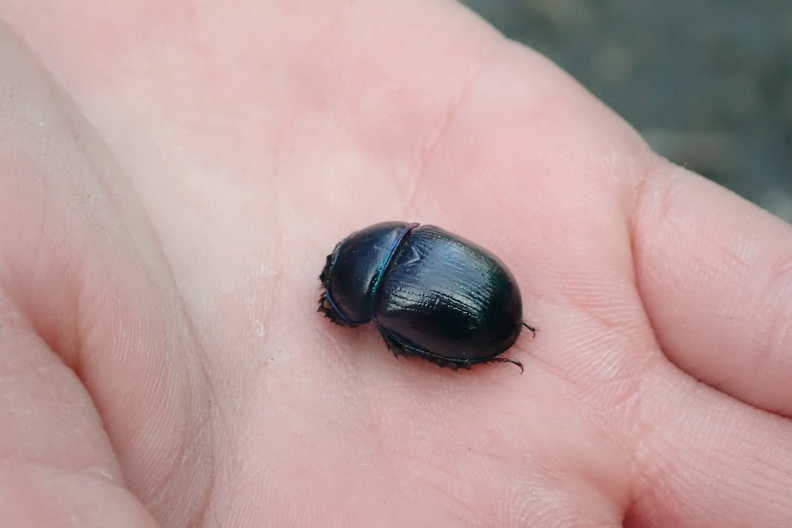 078-P5010909 -- Jeszcze jeden stwór:
<i>Anoplotrupes stercorosus</i>