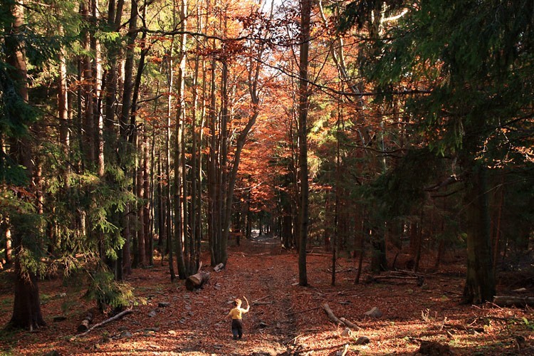 08-IMG 5605 -- Mały wędrowiec w wielkim lesie