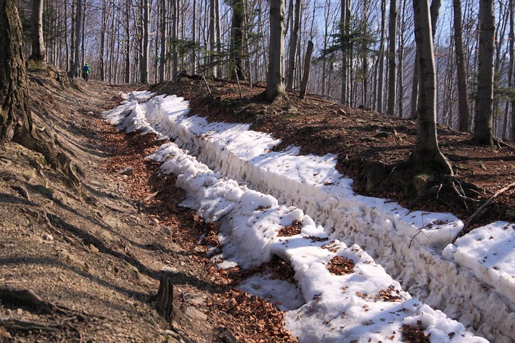 03-IMG 8350 -- Jęzor