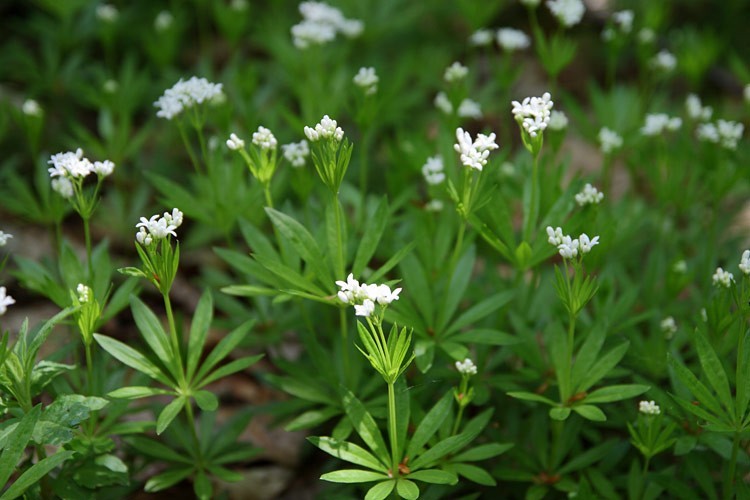 02-IMG 3394 -- <i>Galium odoratum</i>