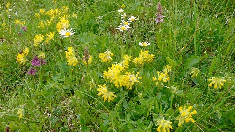 05-P1230480 -- <i>Anthyllis alpestris</i>