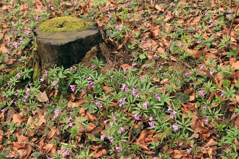 36-IMG 8735 -- <i>Dentaria glandulosa</i>
(albo, jak kto woli, <i>Cardamine glanduligera</i>)