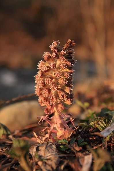 35-IMG 9285 -- <i>Petasites hybridus</i>