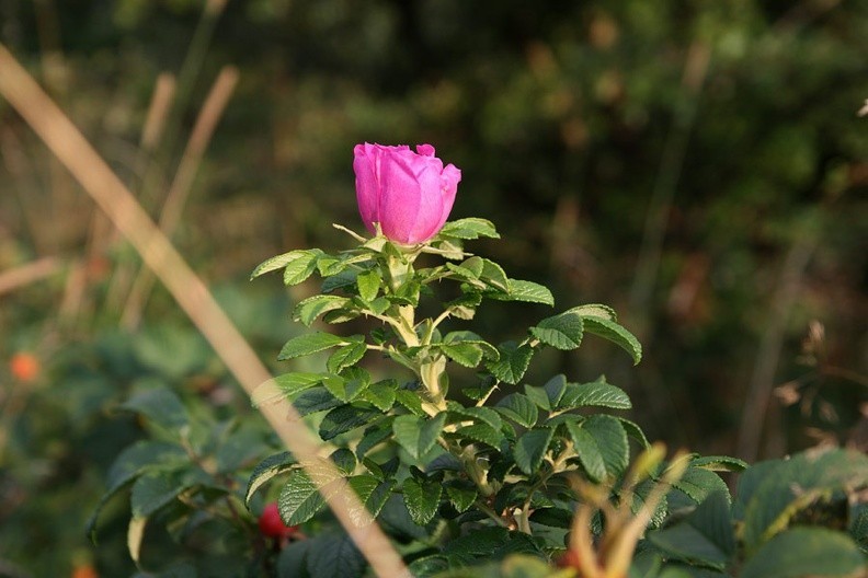 12-IMG 3488 -- <i>Rosa canina</i>